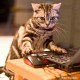 Ghostwriter min
